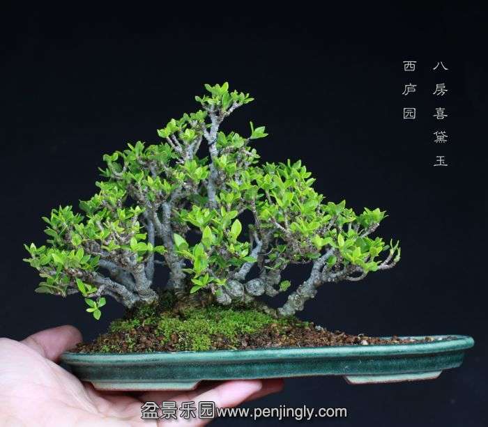 bonsai15081410.jpg