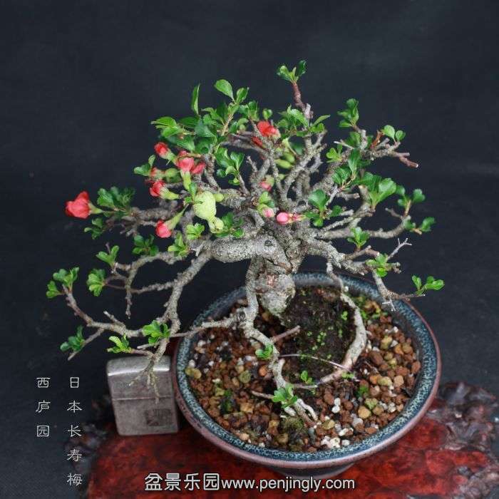 bonsai15081412.jpg