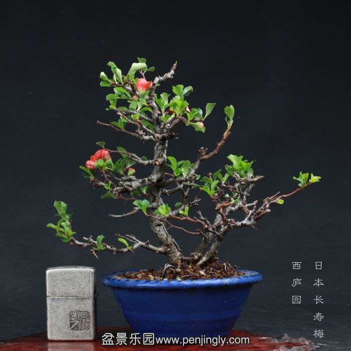 bonsai15081414.jpg