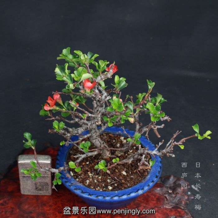 bonsai15081415.jpg