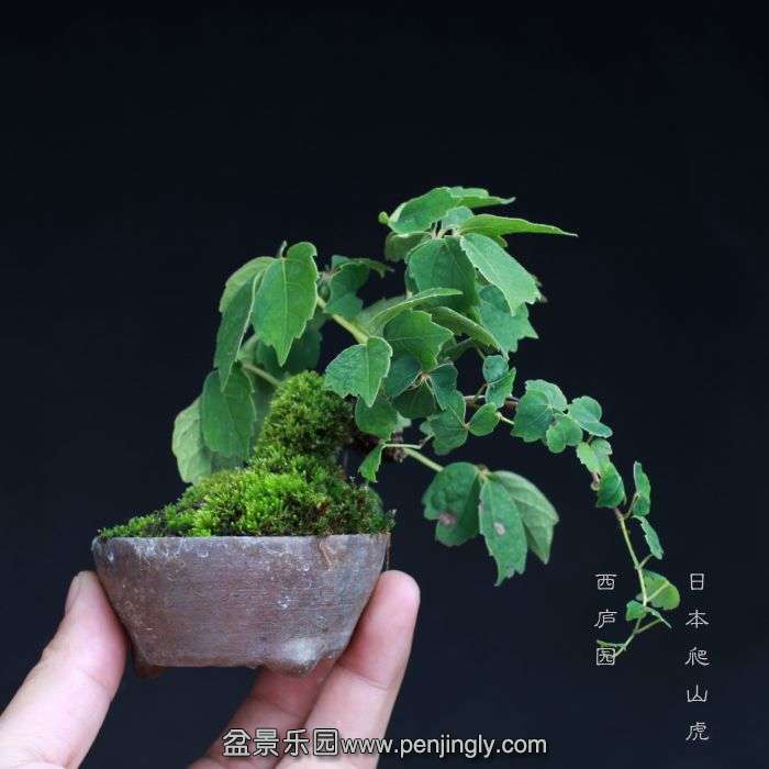 bonsai15081417.jpg