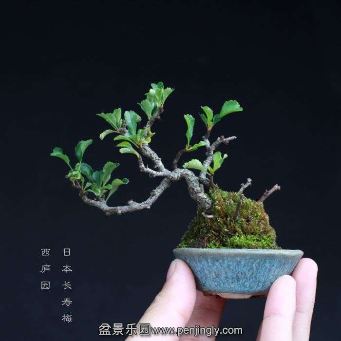 bonsai15081418.jpg