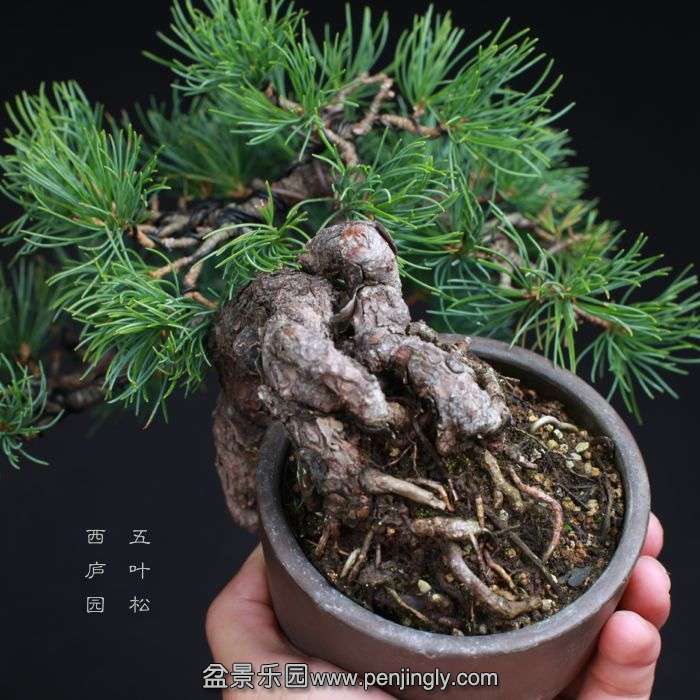 bonsai15081422.jpg