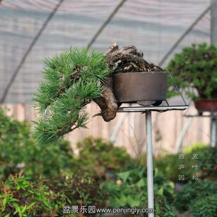 bonsai15081423.jpg