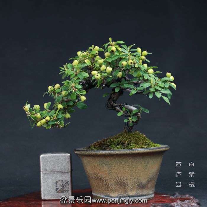 bonsai15081424.jpg