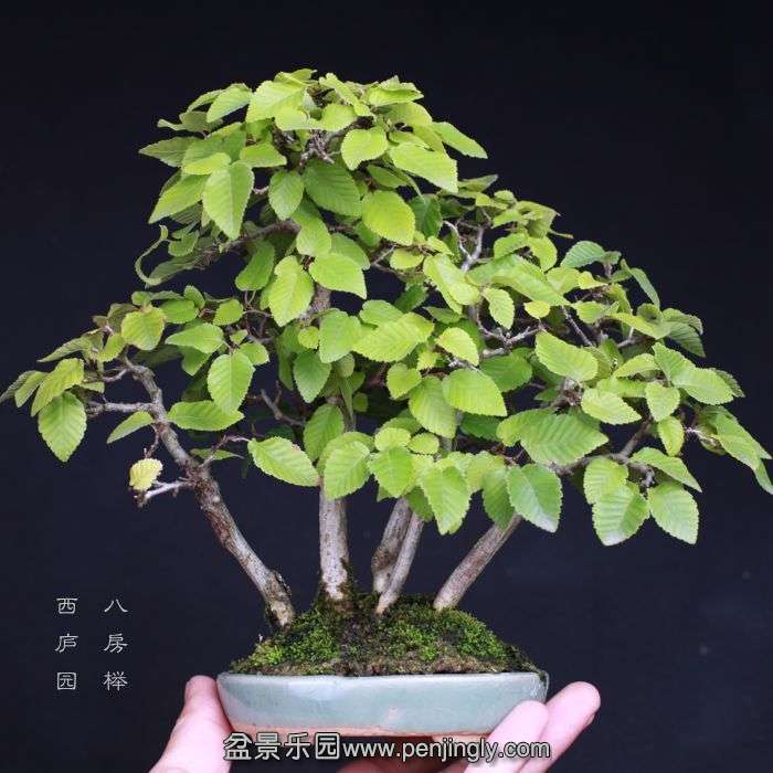 bonsai15081428.jpg