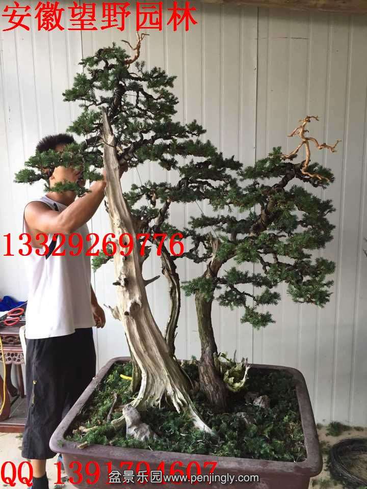 EAFBB85E85E31F65CBDE56E9F4C970D1.jpg