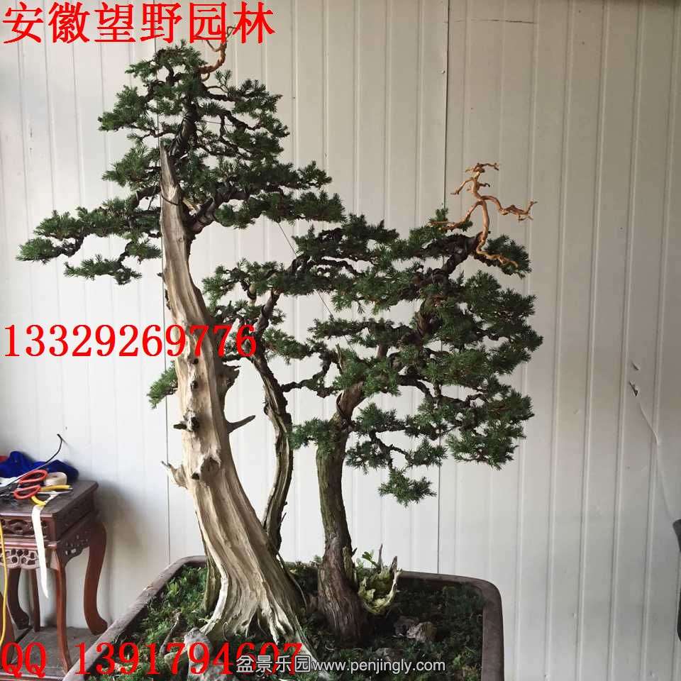 3945B6D2CF4DB5717B9DB2DDD40EDE81.jpg