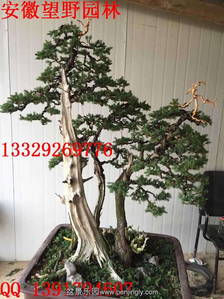 C6602421B1782E9073481B7C77F62973.jpg