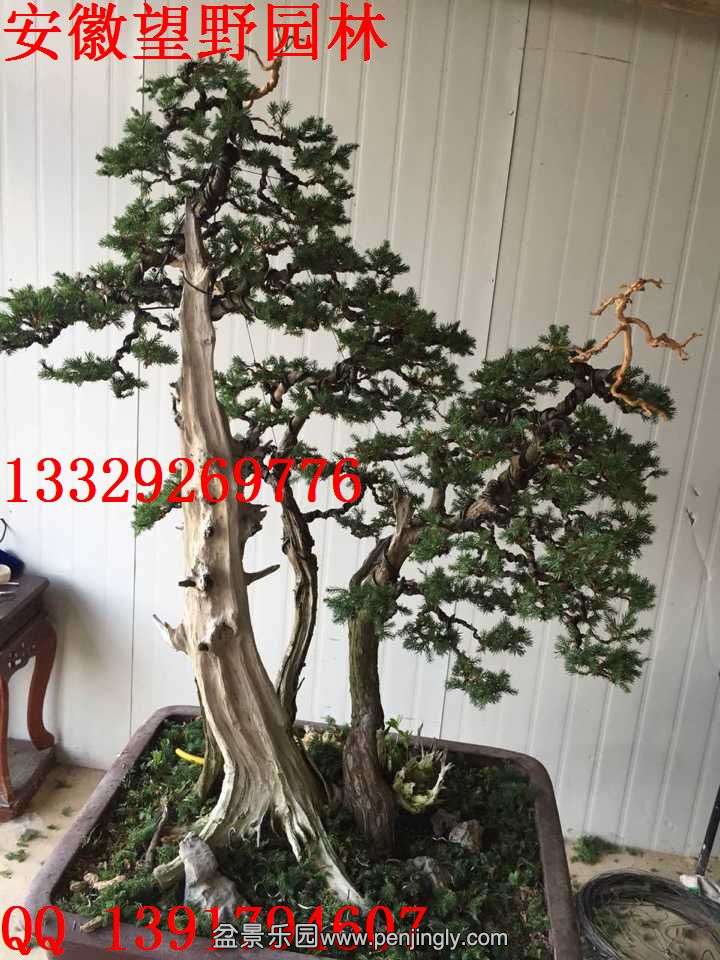 ADEAE03E0E9A2F5AB70AC06905960B1F.jpg
