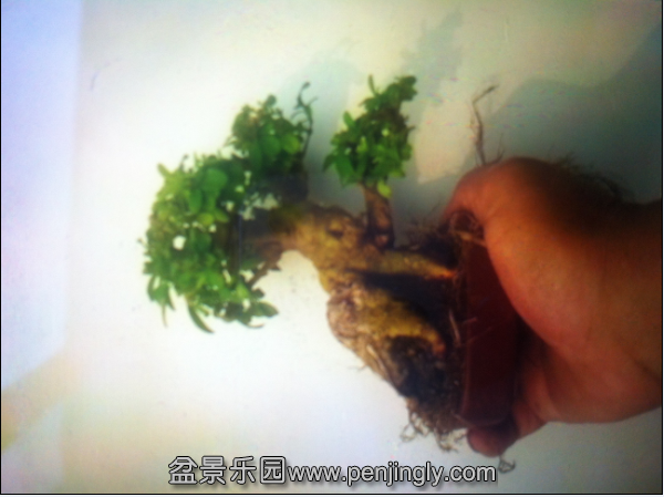 QQͼƬ20150827142441.png
