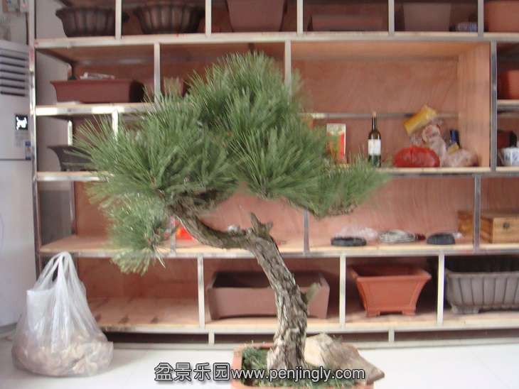 DSC08390.JPG
