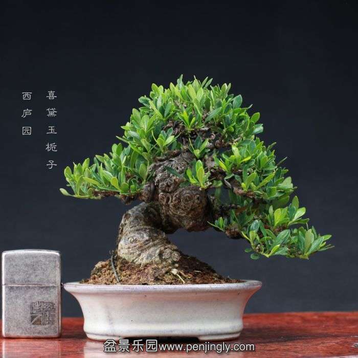 bonsai15090501.jpg