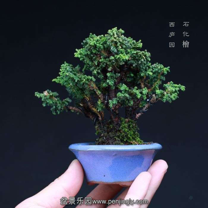 bonsai150905D3.jpg