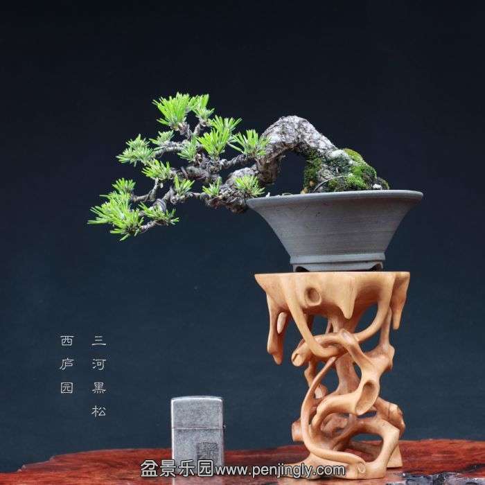 bonsai15090505.jpg