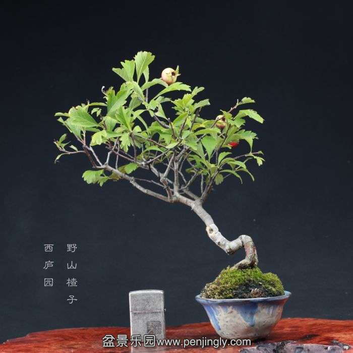 bonsai15090508.jpg