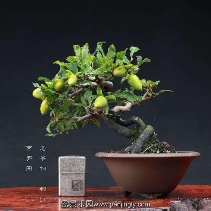 bonsai15090511.jpg