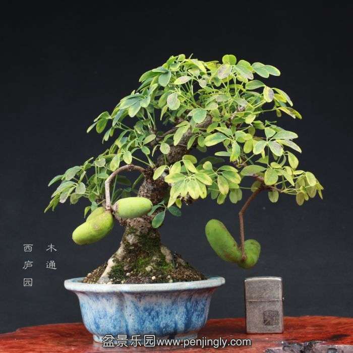 bonsai15090514.jpg