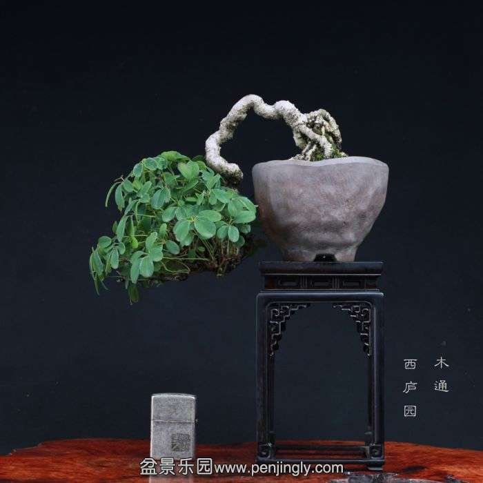 bonsai1508281.jpg