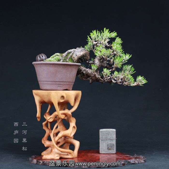 bonsai1508161.jpg