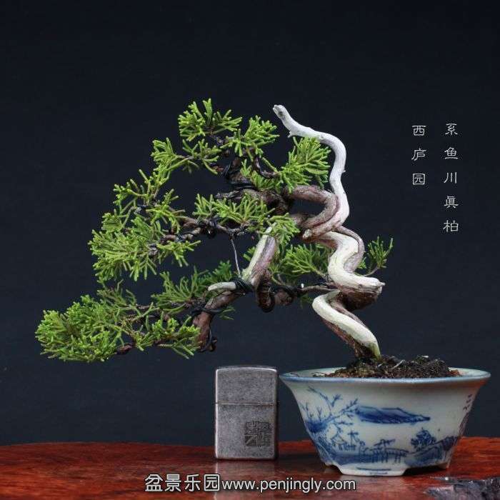 bonsai1508284.jpg