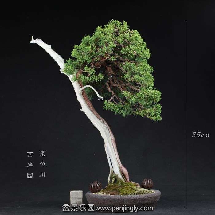 bonsai150090801.jpg