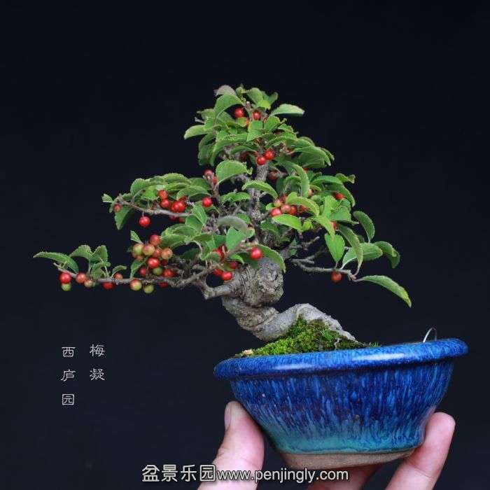 bonsai150090807.jpg