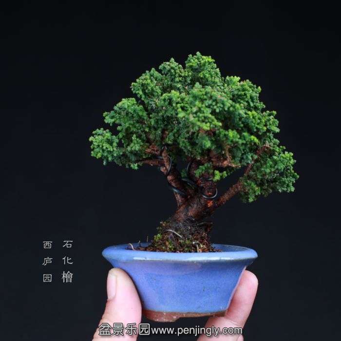 bonsai150090808.jpg