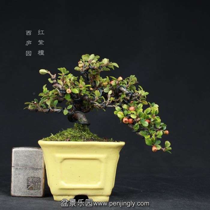 bonsai150090810.jpg