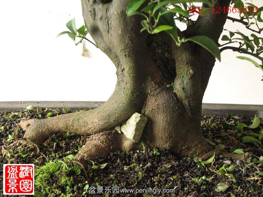 IMG_1801__.jpg