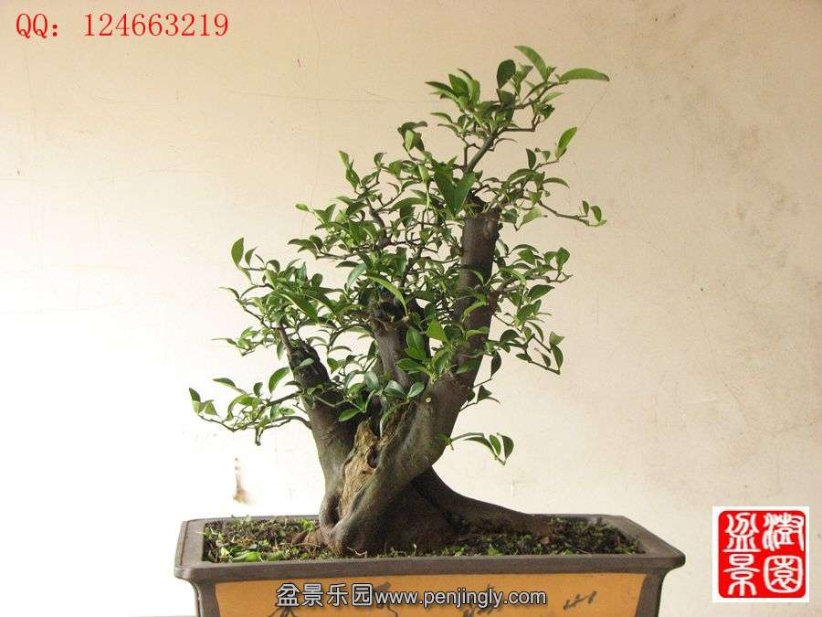 IMG_1803__.jpg