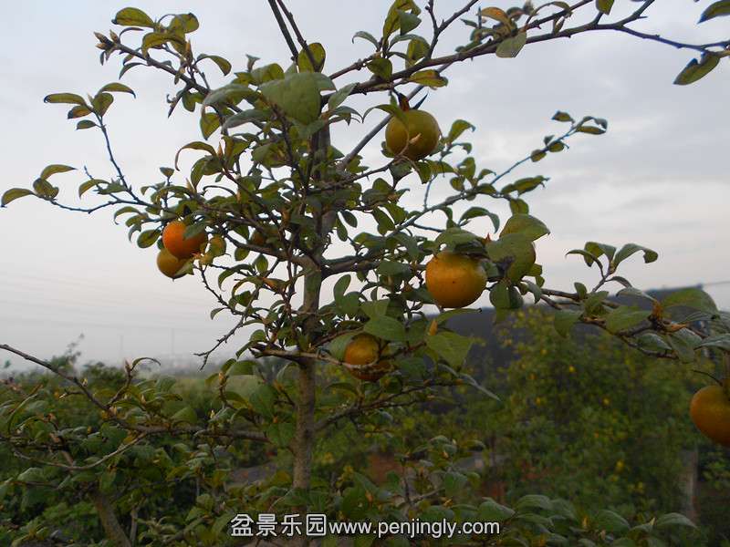 DSCN2768_.jpg