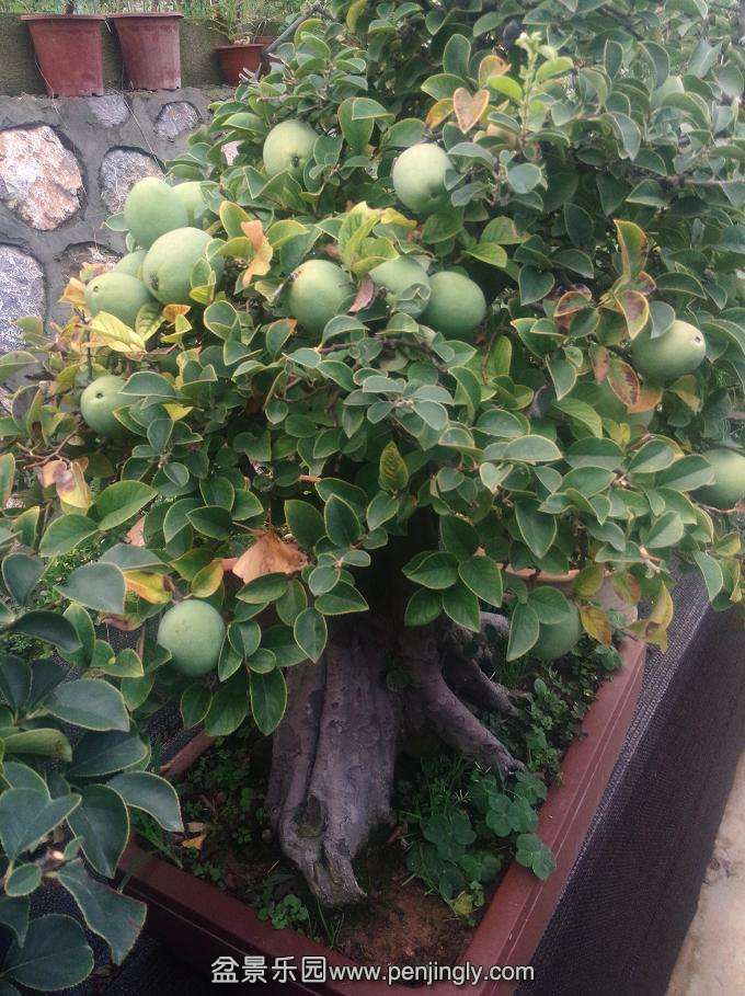 IMG20150905175331.jpg