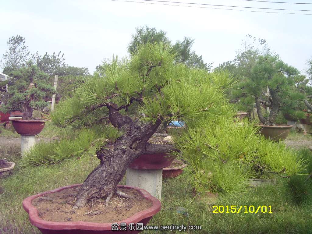 ST831856.JPG