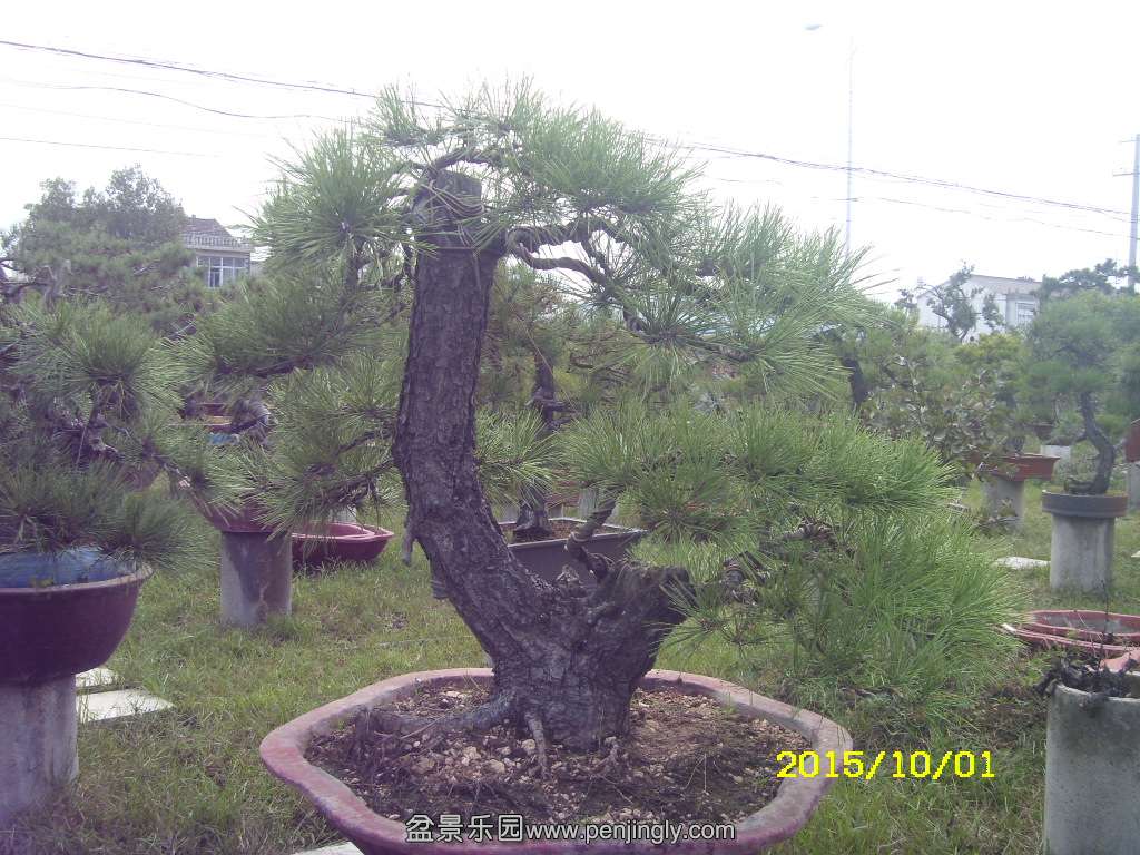 ST831868.JPG