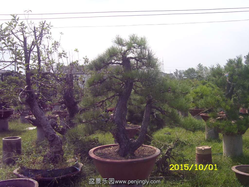 ST831874.JPG