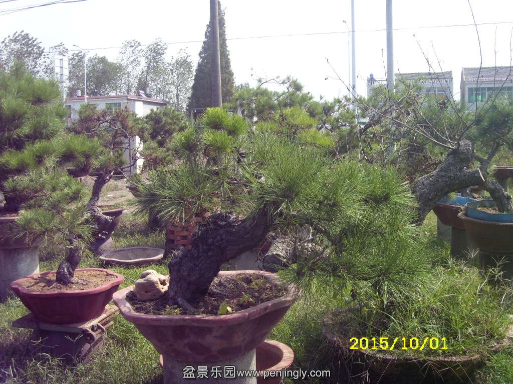 ST831881.JPG