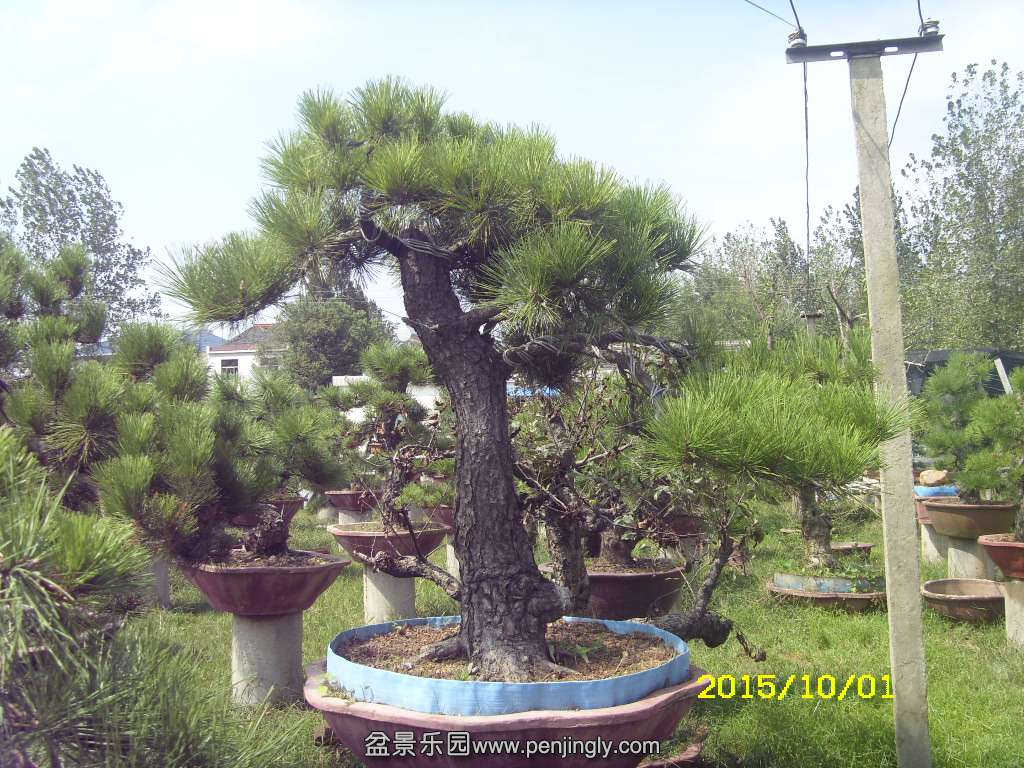 ST831882.JPG
