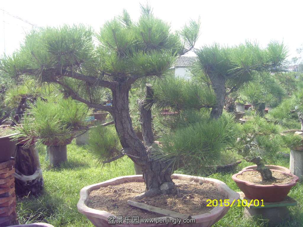 ST831885.JPG