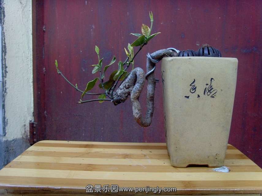 SNV30384.JPG