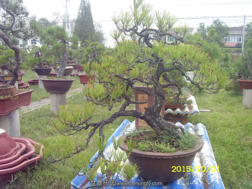 ST831787.JPG