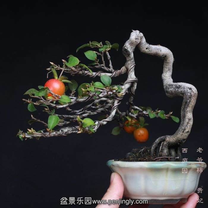 bonsai15101504.jpg