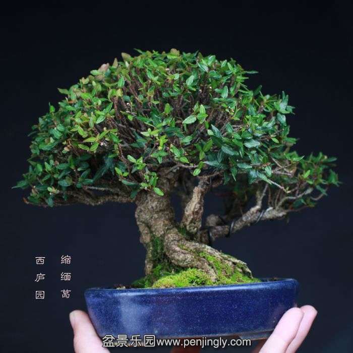 bonsai15101507.jpg