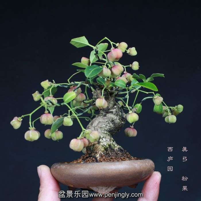 bonsai15101508.jpg