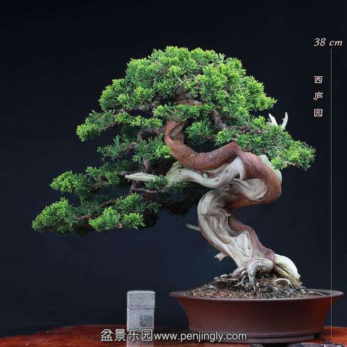 bonsai1510041.jpg