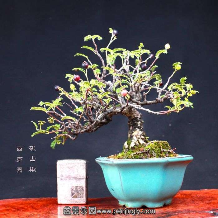 bonsai15100301.jpg