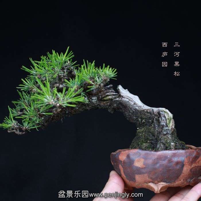 bonsai15100314.jpg