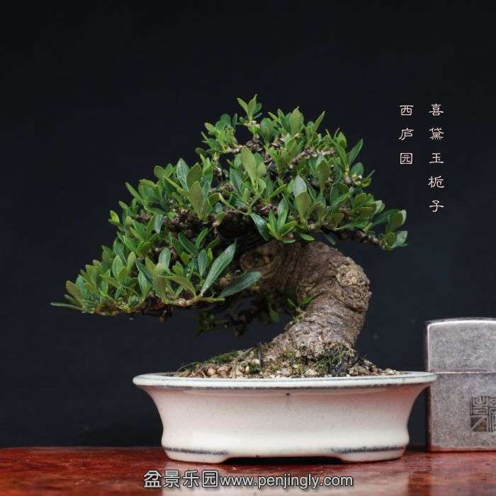 bonsai15100322.jpg