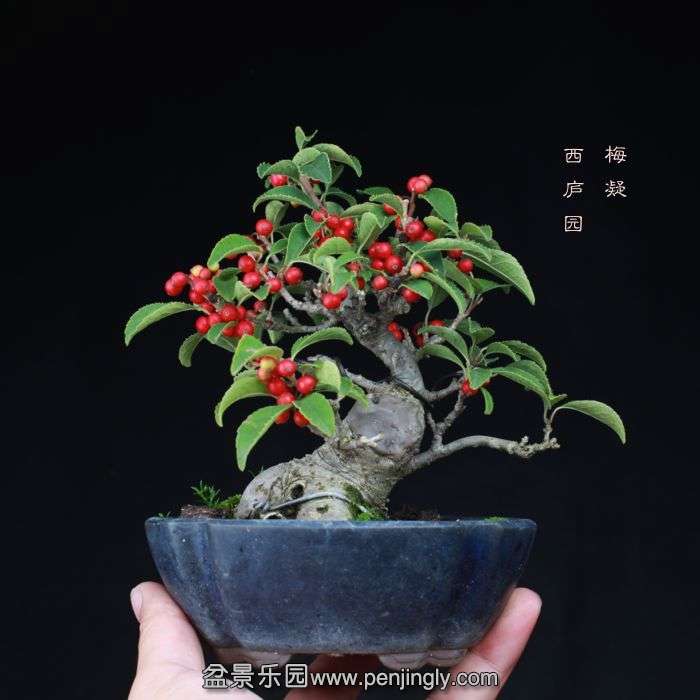 bonsai15100318.jpg