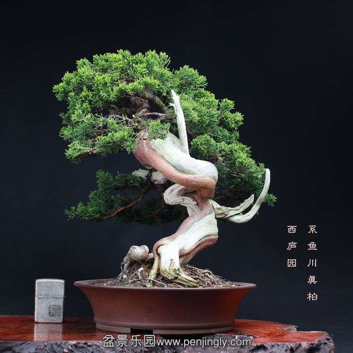 bonsai1510042.jpg